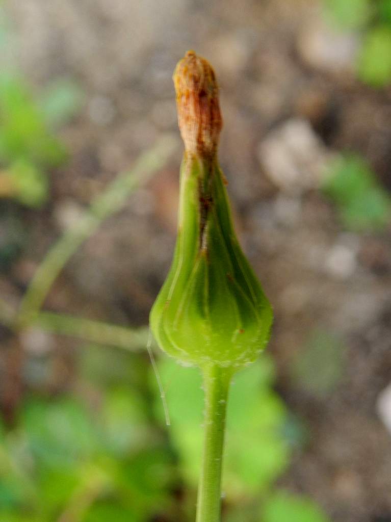 Sonchus maritimus